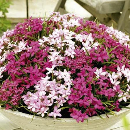 Unbranded Rhodohypoxis Schaal Mix Plants Pack of 5 Pot