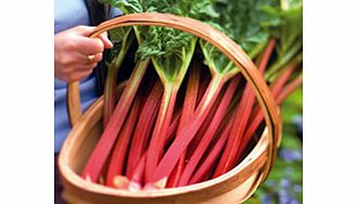 Unbranded Rhubarb Crowns - Collection