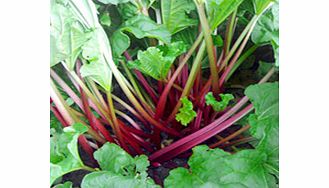 Unbranded Rhubarb Crowns - Polish Raspberry