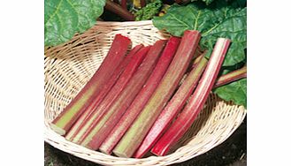 Unbranded Rhubarb Crowns - Victoria