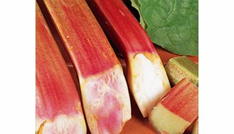 Unbranded Rhubarb Plant - Victoria