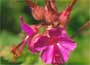 Rock Cranesbill