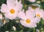 Rock Rose (Cistus x corbariensis)