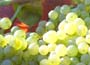 Rose Wine Grape Vine