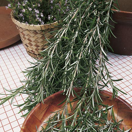 Unbranded Rosemary Seeds Average Seeds 100