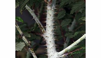 Unbranded Rubus Plant - Thibetanus