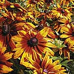 Unbranded Rudbeckia Cappuccino Seeds 428140.htm