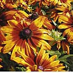 Unbranded Rudbeckia Cappuccino Seeds