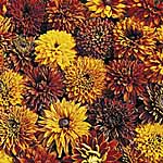 Unbranded Rudbeckia Cherokee Sunset Seeds 428165.htm