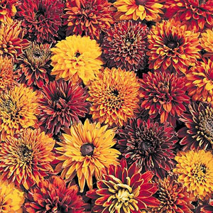 Unbranded Rudbeckia Cherokee Sunset Seeds