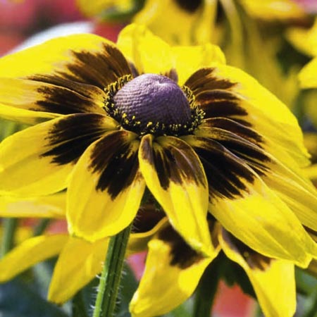 Unbranded Rudbeckia Denver Daisy Plants Pack of 36 Pot