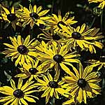 Unbranded Rudbeckia Goldsturm Seeds 428122.htm