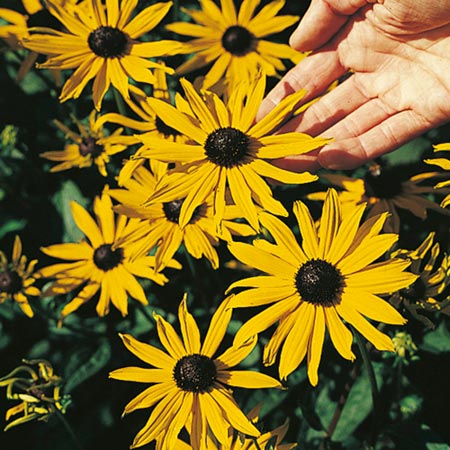 Unbranded Rudbeckia Goldsturm (Storm of Gold) Seeds