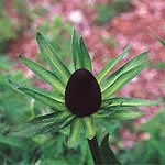 Unbranded Rudbeckia Green Wizard Seeds