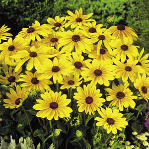 Rudbeckia Indian Summer Seeds