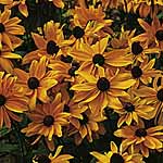 Unbranded Rudbeckia Marmalade Seeds 422677.htm