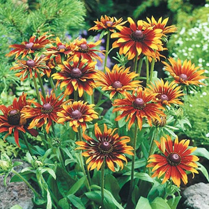 Unbranded Rudbeckia Moreno Seeds