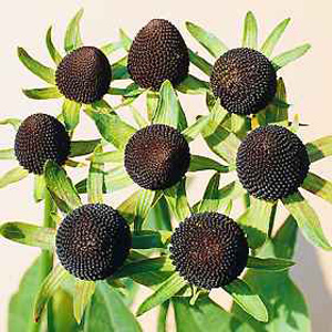 Unbranded Rudbeckia Occidentalis Green Seeds