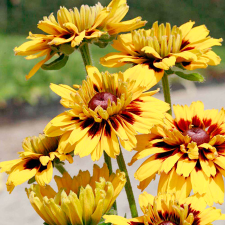 Unbranded Rudbeckia Peking Plants Pack of 3 Pot Ready Plants