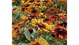 Unbranded Rudbeckia Plants - Cappuccino