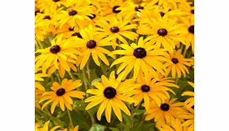 Unbranded Rudbeckia Plants - Goldsturm