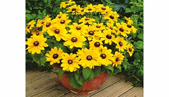 Unbranded Rudbeckia Plants - Toto