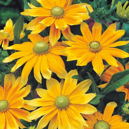 Unbranded Rudbeckia Prairie Sun Seeds Average Seeds 25