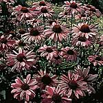 Unbranded Rudbeckia Purpurea Bravado Seeds 428149.htm