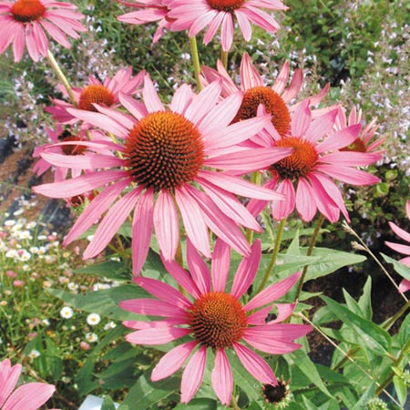 Unbranded Rudbeckia Purpurea Bravado Seeds (Coneflower)