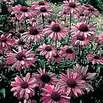 Unbranded Rudbeckia Purpurea Bravado Seeds