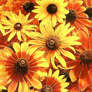 Unbranded Rudbeckia Rustic Dwarfs Mixed Seeds