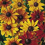 Unbranded Rudbeckia Rustic Dwarfs Seeds 422669.htm