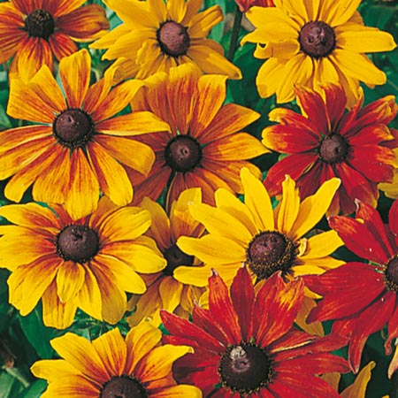 Unbranded Rudbeckia Rustic Dwarfs Seeds Average Seeds 700