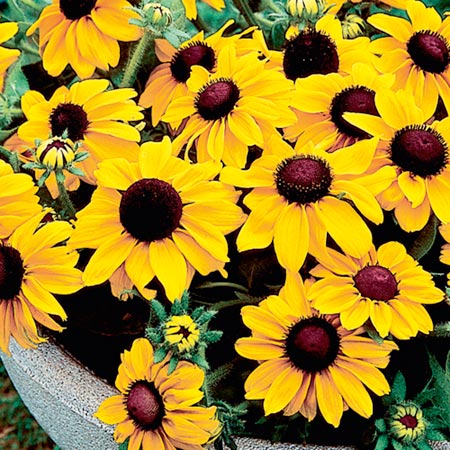 Unbranded Rudbeckia Summer Light Average Seeds 75