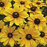 Unbranded Rudbeckia Toto Garden Ready Plants