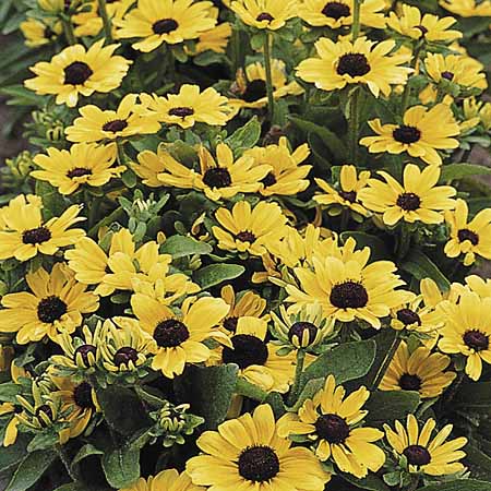 Unbranded Rudbeckia Toto Lemon Seeds Average Seeds 70