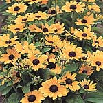 Unbranded Rudbeckia Toto Lemon Seeds