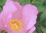 Rugosa Rose