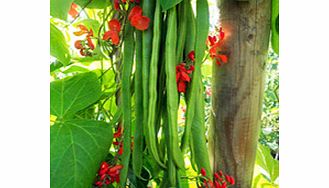 Unbranded Runner Bean - Firestorm