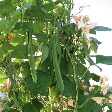 Unbranded Runner Bean Celebration Seeds Average seeds 35