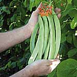 Unbranded Runner Bean Enorma Seeds 431209.htm