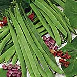 Unbranded Runner Bean Galaxy Seeds 431217.htm