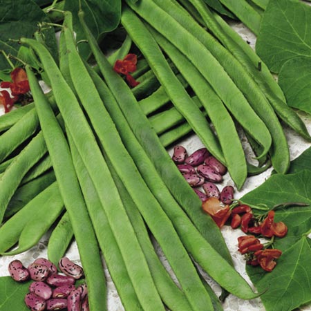 Unbranded Runner Bean Galaxy Seeds Average Seeds 50