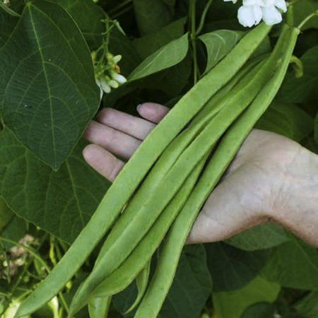 Unbranded Runner Bean Moonlight Pack of 10 Pot Ready Plants