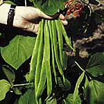 Unbranded Runner Bean Red Rum Plants 481621.htm