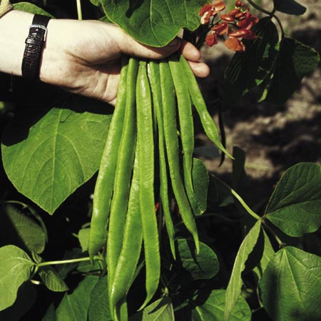 Unbranded Runner Bean Red Rum Plants Pack of 5 Pot Ready