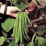 Unbranded Runner Bean Red Rum Plants