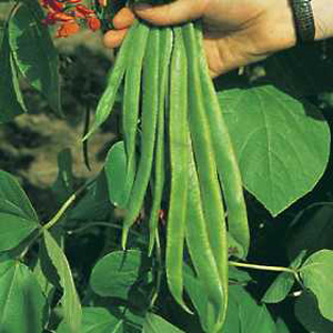 Unbranded Runner Bean Red Rum Seeds