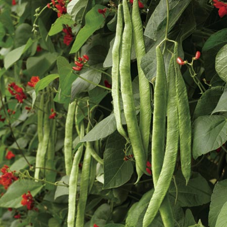 Unbranded Runner Bean Scarlet Emperor Average Seeds 65