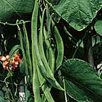 Unbranded Runner Bean Scarlet Emperor Seeds 431306.htm